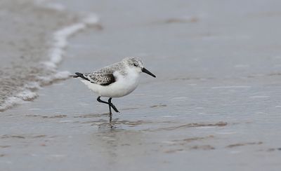 Drieteenstrandloper (Sanderling)