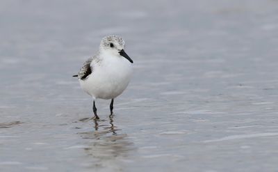 Drieteenstrandloper (Sanderling)