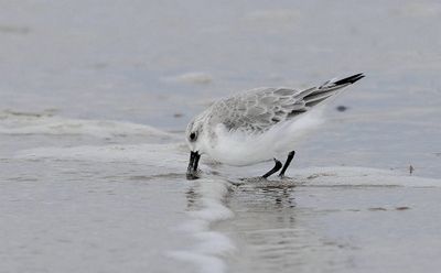 Drieteenstrandloper (Sanderling)