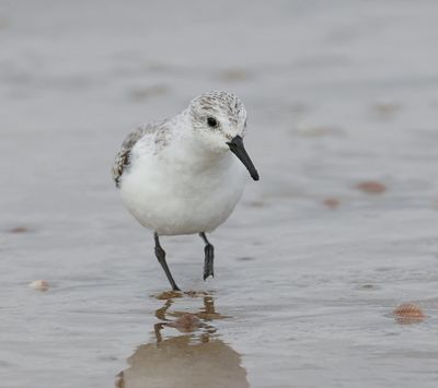 Drieteenstrandloper (Sanderling)