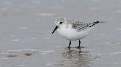 Drieteenstrandloper (Sanderling)