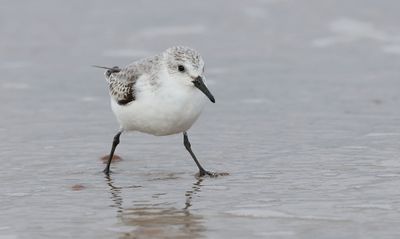 Drieteenstrandloper (Sanderling)