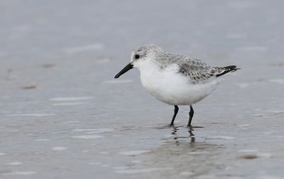 Drieteenstrandloper (Sanderling)