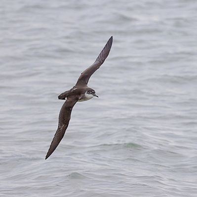 Noordse Pijlstormvogel (Manx Shearwater)