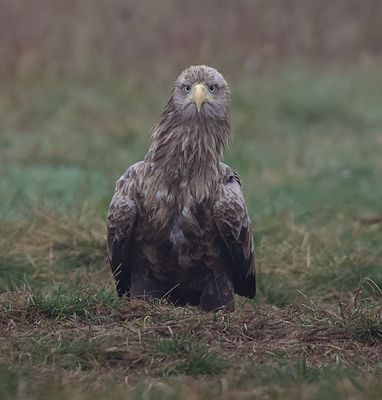 Zeearend (White-tailed Eagle)