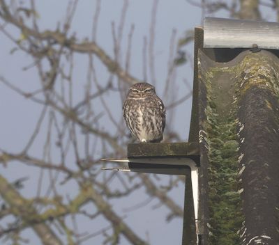 Steenuil (Little Owl)