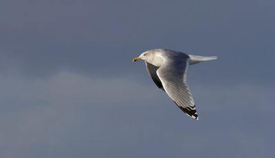 Zilvermeeuw (Herring Gull)