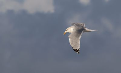 Zilvermeeuw (Herring Gull)