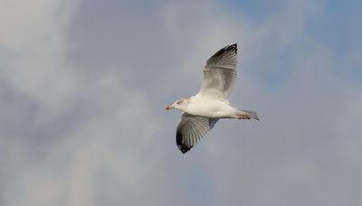 Zilvermeeuw (Herring Gull)