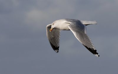 Zilvermeeuw (Herring Gull)