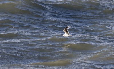 Dwergmeeuw (Little Gull)