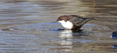 Waterspreeuw (White-throated Dipper)