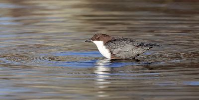 Waterspreeuw (White-throated Dipper)
