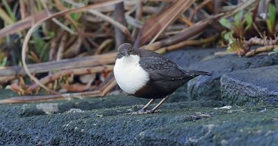 Waterspreeuw (White-throated Dipper)