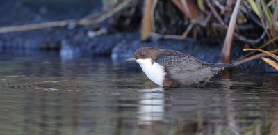 Waterspreeuw (White-throated Dipper)