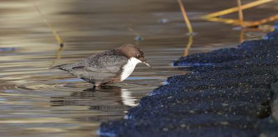 Waterspreeuw (White-throated Dipper)