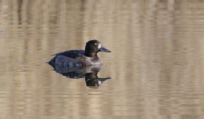 Kuifeend (Tufted Duck)