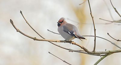 Pestvogel (Bohemian Waxwing)