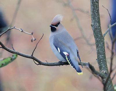 Pestvogel (Bohemian Waxwing)