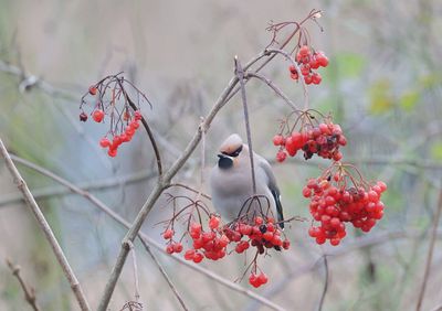 Pestvogel (Bohemian Waxwing)