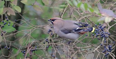 Pestvogel (Bohemian Waxwing)