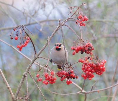 Pestvogel (Bohemian Waxwing)