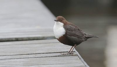 Waterspreeuw (White-throated Dipper)