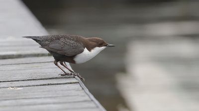 Waterspreeuw (White-throated Dipper)