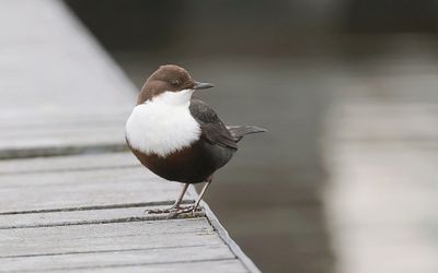 Waterspreeuw (White-throated Dipper)