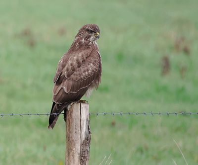 Buizerd (Common Buzzard)