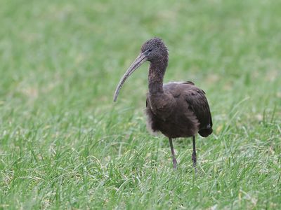 Zwarte Ibis (Glossy Ibis)