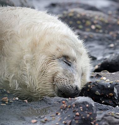 Grijze Zeehond (Grey Seal)