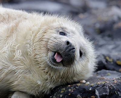 Grijze Zeehond (Grey Seal)