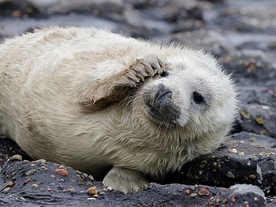 Grijze Zeehond (Grey Seal)