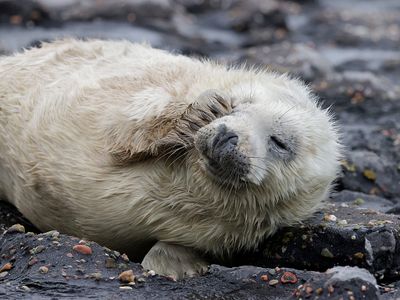 Grijze Zeehond (Grey Seal)