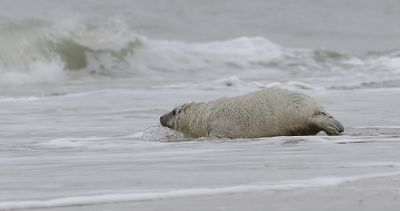 Grijze Zeehond (Grey Seal)