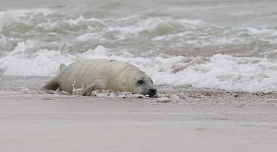 Grijze Zeehond (Grey Seal)