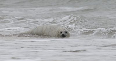 Grijze Zeehond (Grey Seal)