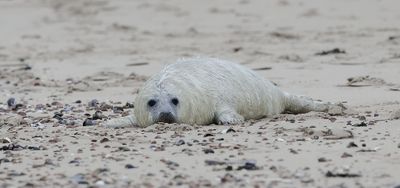 Grijze Zeehond (Grey Seal)