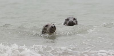 Grijze Zeehond (Grey Seal)