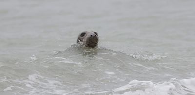 Grijze Zeehond (Grey Seal)