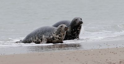 Grijze Zeehond (Grey Seal)