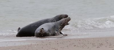 Grijze Zeehond (Grey Seal)