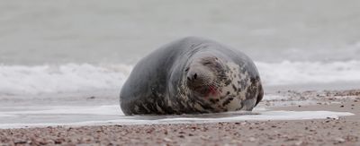 Grijze Zeehond (Grey Seal)