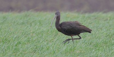 Zwarte Ibis (Glossy Ibis)