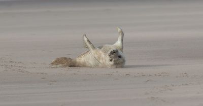 Grijze Zeehond (Grey Seal)