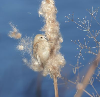 Buidelmees (Eurasian Penduline Tit)
