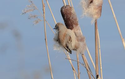 Buidelmees (Eurasian Penduline Tit)