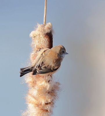 Buidelmees (Eurasian Penduline Tit)