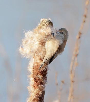 Buidelmees (Eurasian Penduline Tit)